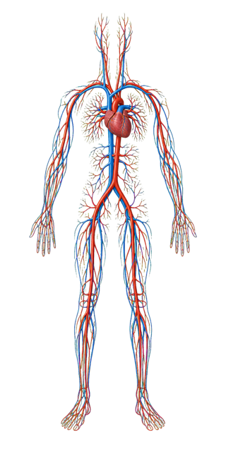 Circulatory system overlay