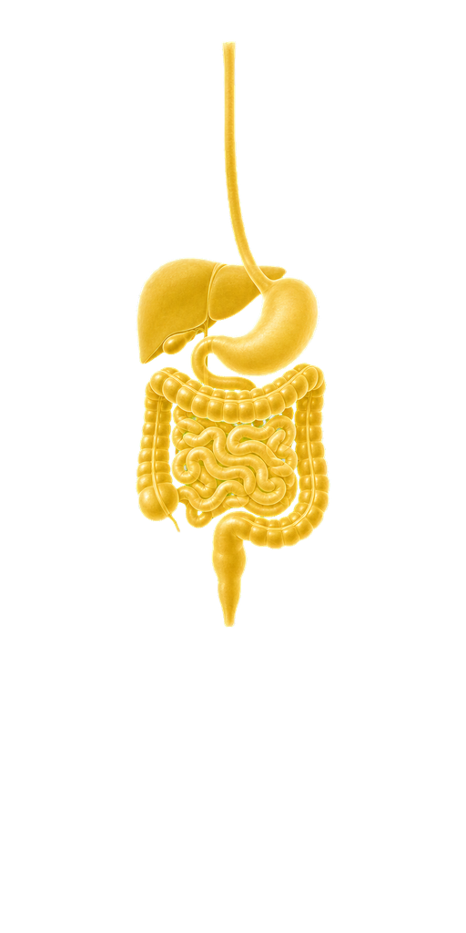 Digestive system overlay