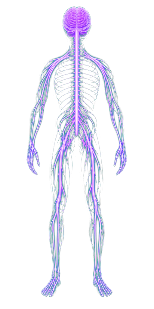 Nervous system overlay
